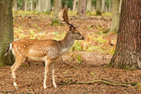  .Damhirsch