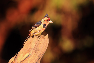 The crested barbet (Trachyphonus vaillantii) sitting on the branch with golden yellow background. Yellow bird in the morning light.