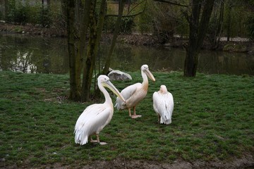 pelicans in danube delta