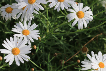 field of daisies