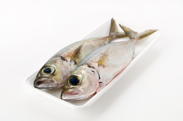 メアジ、トッパク、ガチュン