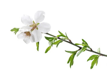 Blooming spring flowers isolated on white background