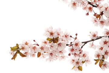 Blooming spring flowers isolated on white background