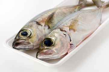 メアジ、トッパク、ガチュン