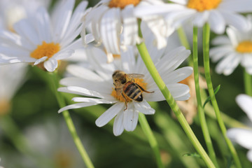 bee on flower