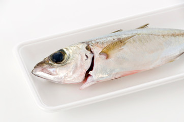 メアジ、トッパク、ガチュン