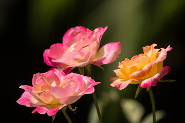 Yellow mix pink  rose flower