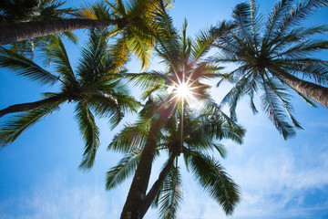 Obraz na płótnie Canvas Coconut trees against blue sky
