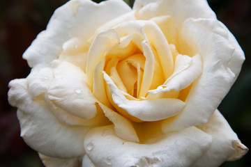 closeup of a white rose in Regent’s park in London England
