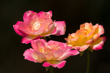 Yellow mix pink  rose flower