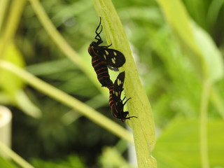 flies mating, closeup side view