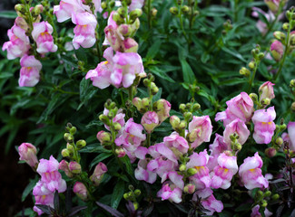 beautiful flowers in nature in the botanical garden