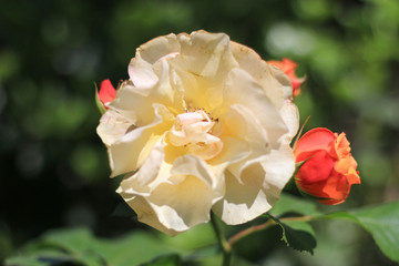 roses in the garden