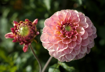 beautiful flowers in nature in the botanical garden