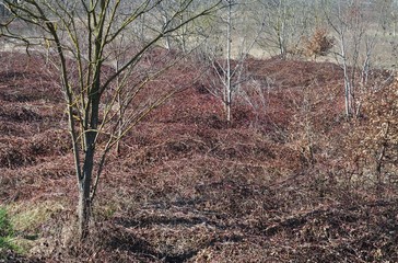Undergrowth