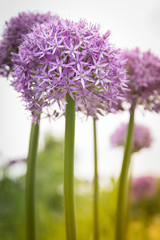 Blooming allium ornamental onions in a field of greenery on a beautiful spring day.