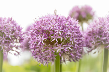 Blooming allium ornamental onions in a field of greenery on a beautiful spring day. - obrazy, fototapety, plakaty