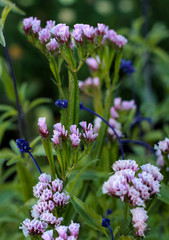 beautiful flowers in nature in the botanical garden