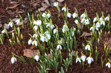 beautiful flowers in nature in the botanical garden