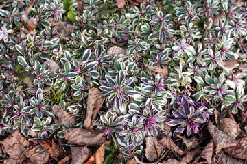 beautiful flowers in nature in the botanical garden
