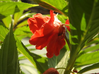 Single red balsam flower in macro