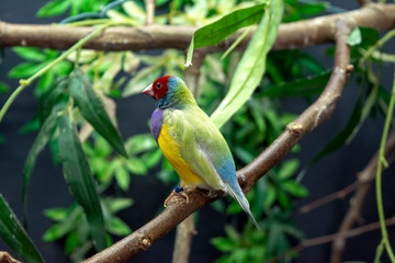 Diamante-de-gould_ Erythrura gouldiae