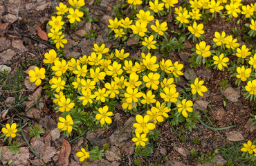 beautiful flowers in nature in the botanical garden