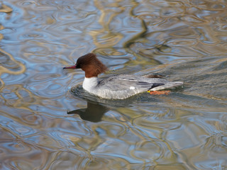 Canard Grand Harle bièvre femelle ou Grand bec-scie (Mergus merganser). La tête brun roux