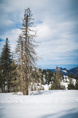Kahler Nadelbaum am Berg