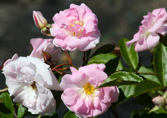 beautiful flowers in nature in the botanical garden