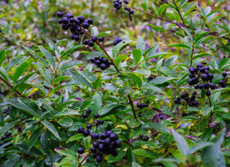 Black wild berries on the branch, after the rain.