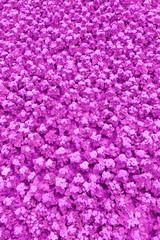 Top view of a lawn with purple ageratum flowers (texture, background, toned)