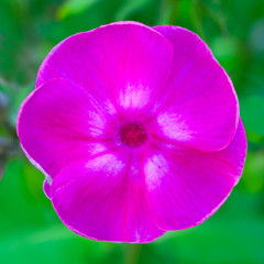 Close up view on a pink flower of phlox plant on a background green garden in bokeh (shallow depth...