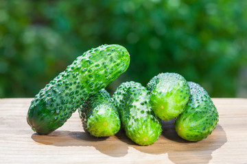 Close up view on a pile of fresh cucumbers on a wooden table on a background of green garden in blur (shallow depth of field)