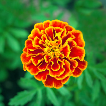 Orange - yellow flower of tagetes plant (French Marigold) on a background of green garden in blur (shallow depth of field, square aspect ratio)