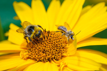 Bumblebee and bee on the yellow daisy flower (shallow depth of field, macro)