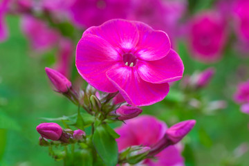 Close up view on a pink flower of phlox plant on a background of garden in blur (shallow depth of field)