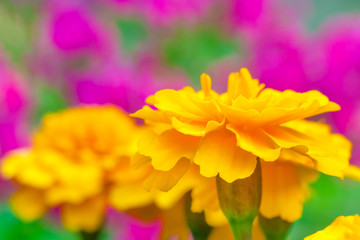 Close up view on a yellow tagetes (marigold) flower on a background of pink flowers in the garden in blur (shallow depth of field, macro)