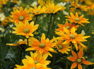 beautiful flowers in nature in the botanical garden