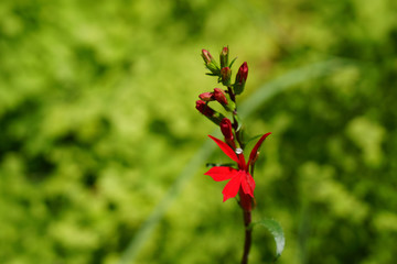 beautiful cardinal flower in red