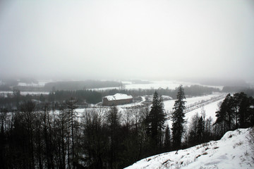 Misty pine forest view, Northern Finland