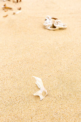 Animal skull at Giant sand dunes, Te Paki, Northland, North Island, New Zealand