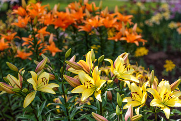 beautiful flowers in nature in the botanical garden