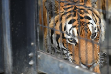 動物園