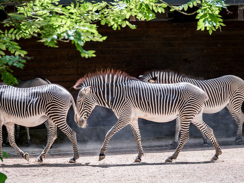Image of herd of zebras walking through the sunshine in a zoo