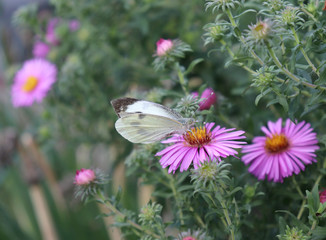 The butterfly sucks nectar on the purple astra.Blurred background. Nature concept.