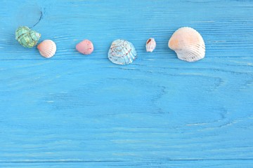 Many beautiful colorful exotic seashells with selective focus on blue wooden textured background. Summer vacation backdrop with colorful tropical sea shells. Beautiful summer flatlay with set of shell