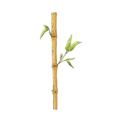 Fototapeta na wymiar Brown bamboo stick with green leaves in sketch style isolated on white background.