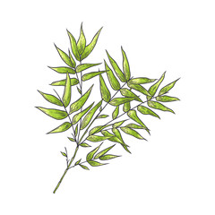 Bamboo branch with green leaves in sketch style isolated on white background.