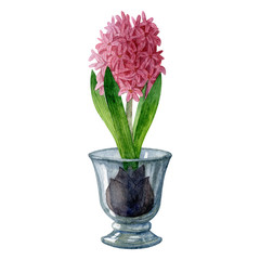 Watercolor spring illustration with pink hyacinth in glass. Can be used as clipart element for banners, flayers, posters, postcards,prints.